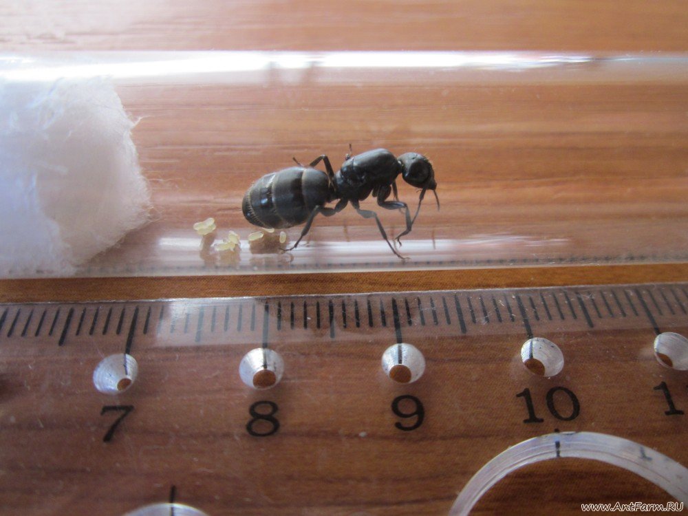 Обработка помещений от муравьев
